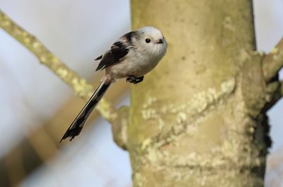 Long-tailed Tit - Aegithalos caudatus (intermediate form)
