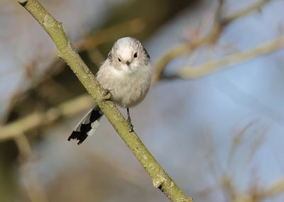 Long-tailed Tit - Aegithalos caudatus (intermediate form)
