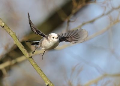 Long-tailed Tit - Aegithalos caudatus (intermediate form)