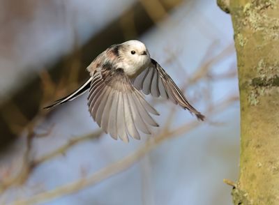 Long-tailed Tit - Aegithalos caudatus (intermediate form)