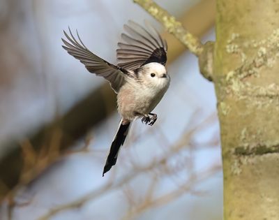 Long-tailed Tit - Aegithalos caudatus (intermediate form)