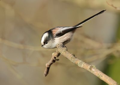 Long-tailed Tit - Aegithalos caudatus europaeus