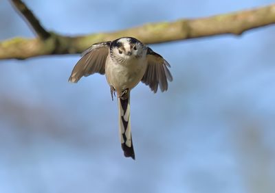 Long-tailed Tit - Aegithalos caudatus europaeus