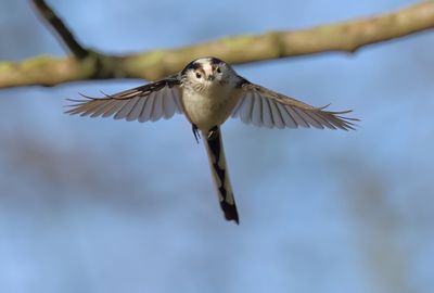 Long-tailed Tit - Aegithalos caudatus europaeus