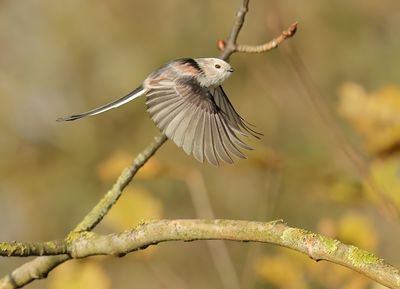 Long-tailed Tit - Aegithalos caudatus (intermediate form)