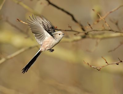 Long-tailed Tit - Aegithalos caudatus (intermediate form)