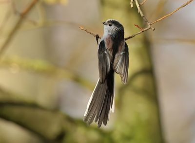 Long-tailed Tit - Aegithalos caudatus europaeus