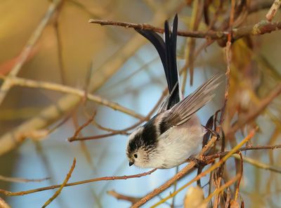 Long-tailed Tit - Aegithalos caudatus europaeus