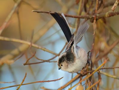 Long-tailed Tit - Aegithalos caudatus europaeus