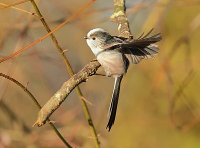 Long-tailed Tit - Aegithalos caudatus europaeus