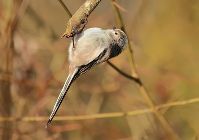 Long-tailed Tit - Aegithalos caudatus europaeus