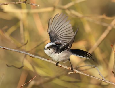Long-tailed Tit - Aegithalos caudatus europaeus