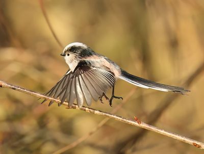 Long-tailed Tit - Aegithalos caudatus europaeus