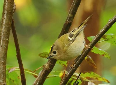 Goldcrest - Regulus regulus (Goudhaantje)