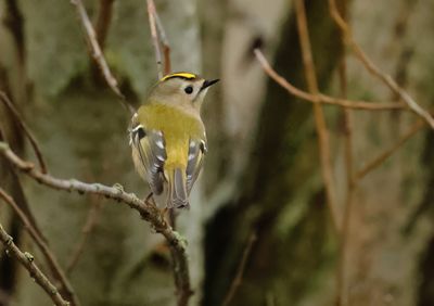 Goldcrest - Regulus regulus (Goudhaantje)