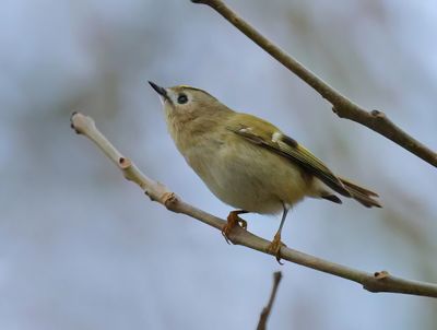 Goldcrest - Regulus regulus (Goudhaantje)