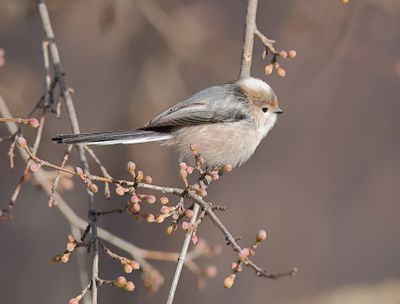 Long-tailed Tit - Aegithalos caudatus major