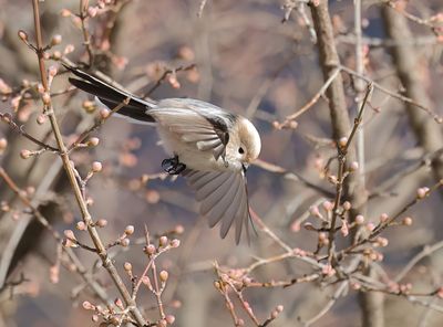 Long-tailed Tit - Aegithalos caudatus major