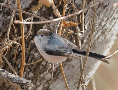 Long-tailed Tit - Aegithalos caudatus major