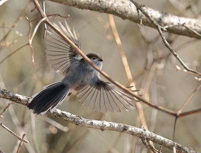 Long-tailed Tit - Aegithalos caudatus major
