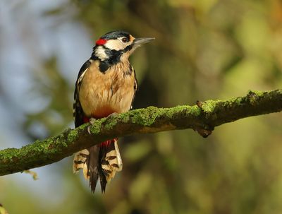 Great Spotted Woodpecker - Dendrocopos major (Grote Bonte Specht)