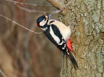 Great Spotted Woodpecker - Dendrocopos major (Grote Bonte Specht)