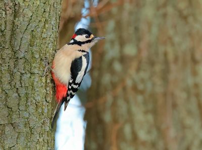 Great Spotted Woodpecker - Dendrocopos major (Grote Bonte Specht)