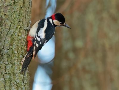 Great Spotted Woodpecker - Dendrocopos major (Grote Bonte Specht)