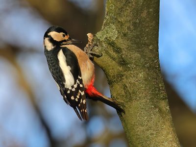 Great Spotted Woodpecker - Dendrocopos major (Grote Bonte Specht)
