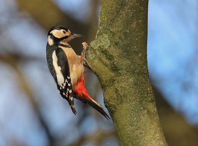 Great Spotted Woodpecker - Dendrocopos major (Grote Bonte Specht)