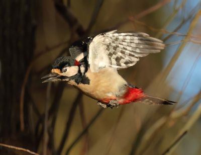 Great Spotted Woodpecker - Dendrocopos major (Grote Bonte Specht)