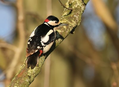 Great Spotted Woodpecker - Dendrocopos major (Grote Bonte Specht)