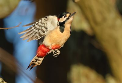 Great Spotted Woodpecker - Dendrocopos major (Grote Bonte Specht)