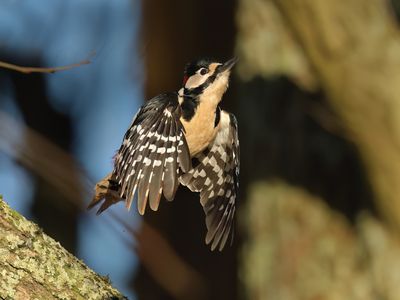 Great Spotted Woodpecker - Dendrocopos major (Grote Bonte Specht)