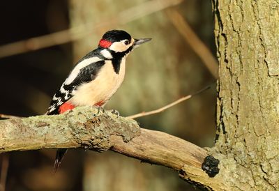 Great Spotted Woodpecker - Dendrocopos major (Grote Bonte Specht)