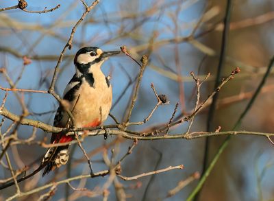 Great Spotted Woodpecker - Dendrocopos major (Grote Bonte Specht)