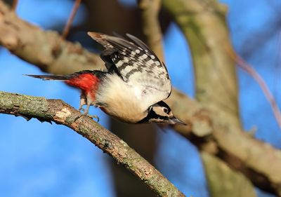 Great Spotted Woodpecker - Dendrocopos major (Grote Bonte Specht)