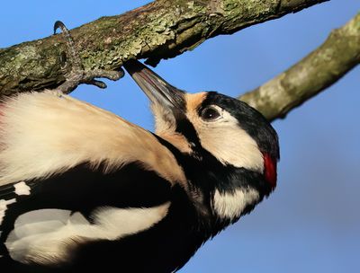 Great Spotted Woodpecker - Dendrocopos major (Grote Bonte Specht)