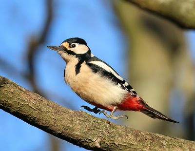 Great Spotted Woodpecker - Dendrocopos major (Grote Bonte Specht)