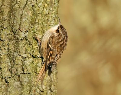 Short-toed Treecreeper - Certhia brachydactyla megarhynchos (Boomkruiper) 