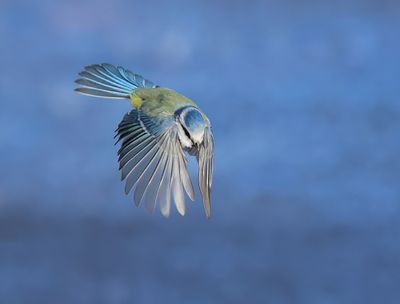 Eurasian Blue Tit - Cyanistes caeruleus (Pimpelmees)