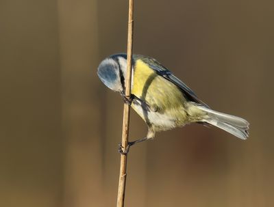 Eurasian Blue Tit - Cyanistes caeruleus (Pimpelmees)