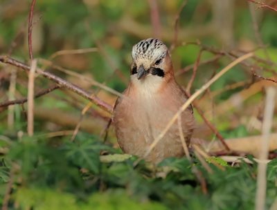 Eurasian Jay - Garrulus glandarius (Vlaamse Gaai)