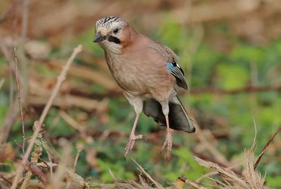 Eurasian Jay - Garrulus glandarius (Vlaamse Gaai)