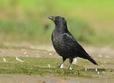 Carrion Crow - Corvus corone (Zwarte Kraai)