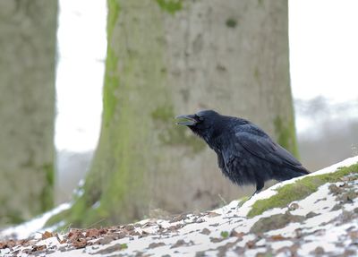 Carrion Crow - Corvus corone (Zwarte Kraai)
