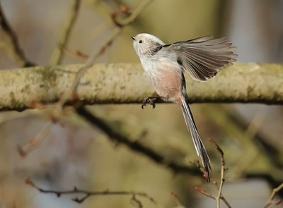 Long-tailed Tit - Aegithalos caudatus (intermediate form)