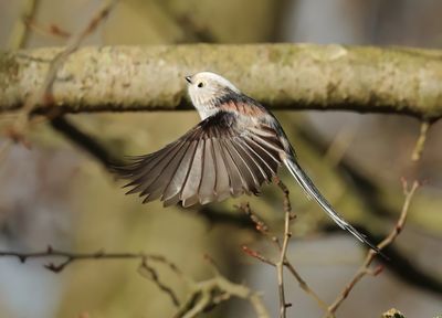 Long-tailed Tit - Aegithalos caudatus (intermediate form)