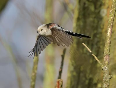 Bushtits - Aegithalidae (Staartmezen)