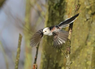 Long-tailed Tit - Aegithalos caudatus (intermediate form)